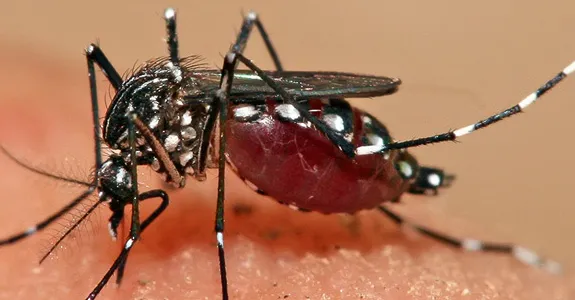 Photo of mosquito.