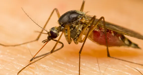 Photo of mosquito on skin.