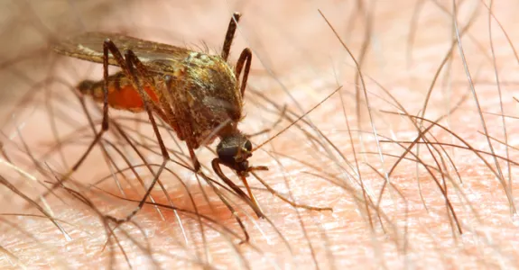 Mosquito perched on person's skin preparing to feed.