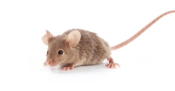 Photo of mouse.