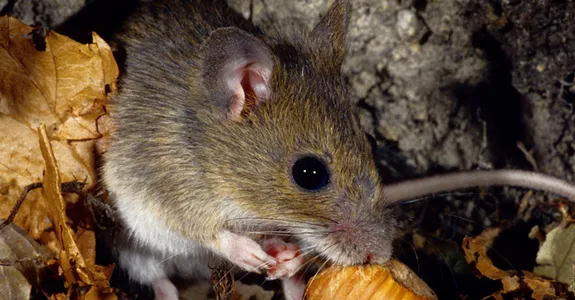 Photo of small brown mouse in dark area among leaves.