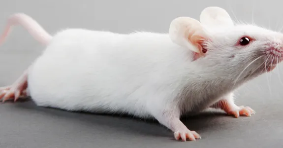 Photo of mouse.