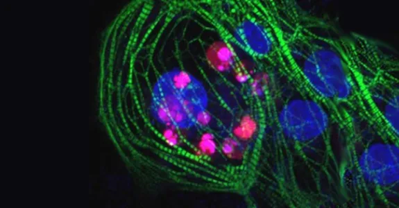 Image of stem cells with colored markers.