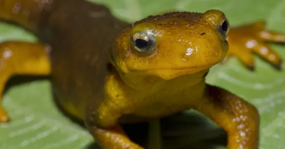Photo of a newt.