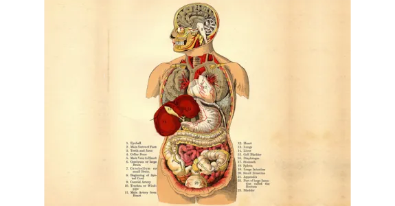 Image of human body organs by William Creswell