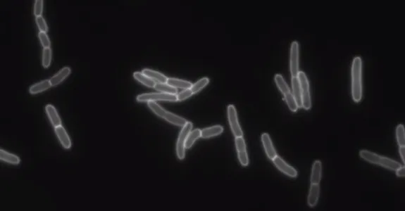 Shocked cells expanding rapidly to a size roughly equivalent to cells growing at full speed in normal solutions