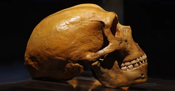 Photo of a humanoid skull resting on a table.