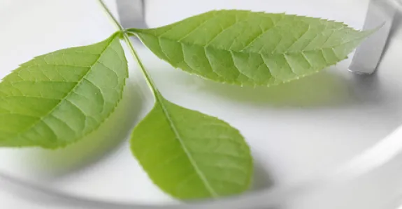 Photo of plant in petri dish.