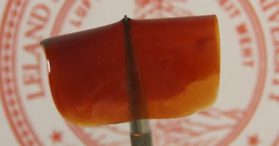 Photo of Bao lab's stretchable polymer film.
