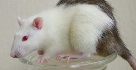 Photo of a rat.