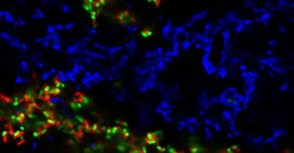 Image showing cells, with a swathe lit in blue in the center, and clusters of red and green on the sides.