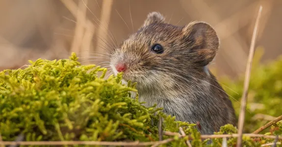 Outdoor close-up photo of a small brown prairie vole peering over green brush.