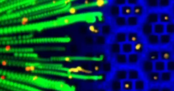 Time-lapse image showing the trajectory of cells with magnetic nanoparticles.
