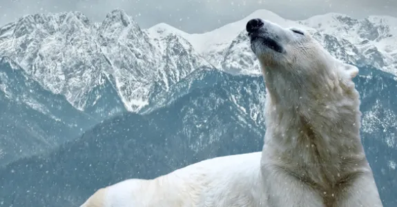 Graphic image of a polar bear in snow.