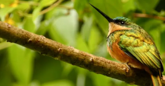 Photo of a rufous-tailed jacamar bird.
