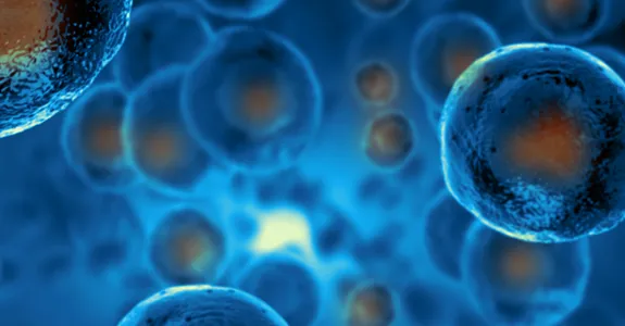 Graphic illustration depicting stem cells in blue with their nuclei in orange.