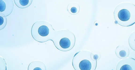 Graphic image of cells dividing, cells depicted translucent with dark blue nuclei on a dark blue background.