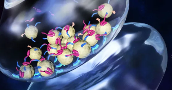 Graphic by Layla Lang of synaptic vesicles.