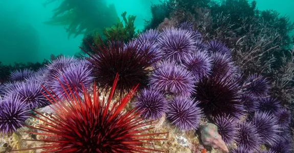 Photo taken underwater of several sea urchins in different shades of purple and red sittign on a sea formation, with kelp in the background.