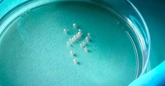 Photo of a gloved hand holding a glass plate showing numerous small white sphere suspended in media.