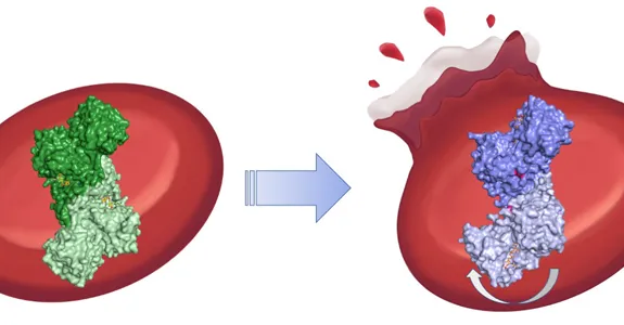 Graphic illustration showing a protein in green on the left, in one conformation, with a regular red blood cell behind it; and showing the same protein in a different conformation on the right in purple, with the blood cell behind it rupturing.