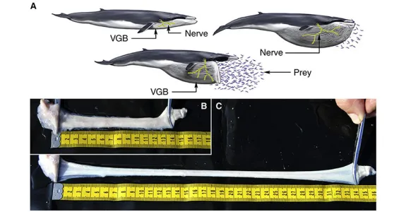 Image of whale nerves.