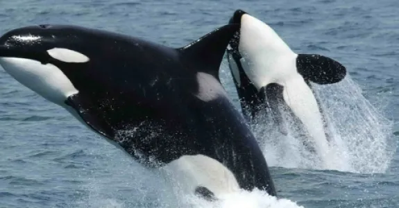 Photo of orca whales.