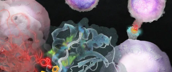 image courtesy Eric Smith & K. Christopher Garcia: T cell receptors (shown in bright red) recognize invaders in the body