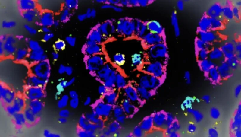 Image of cells in a shape of a loop with different colors.