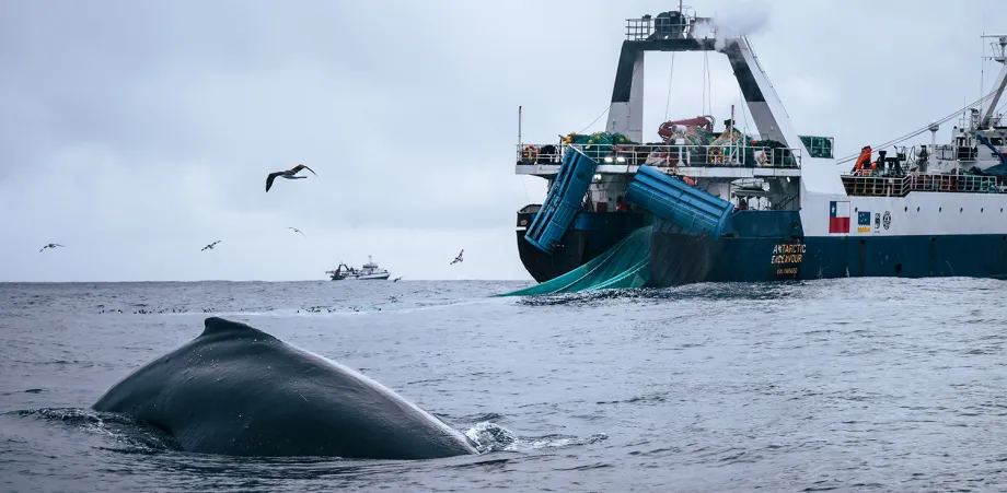 Photo of a humpback whale breaching from the ocean next to a large boat.