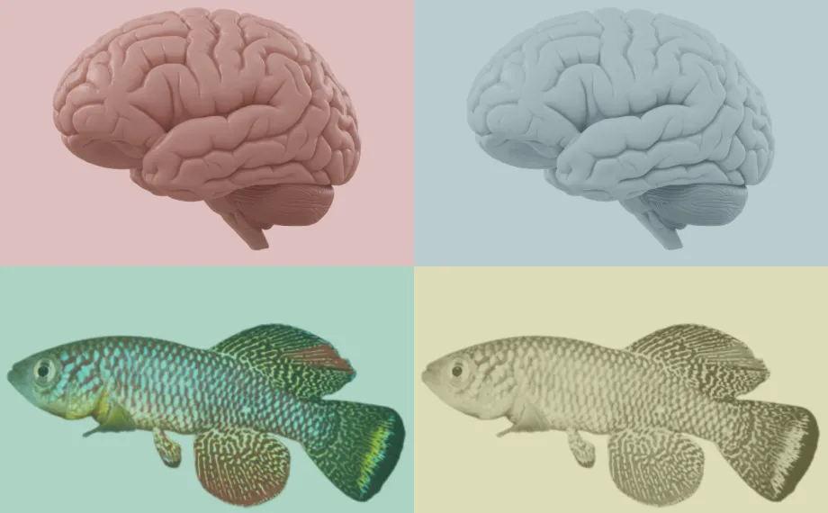 Graphic collage of brains and fish.