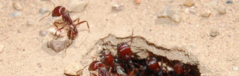 Photo of ants.