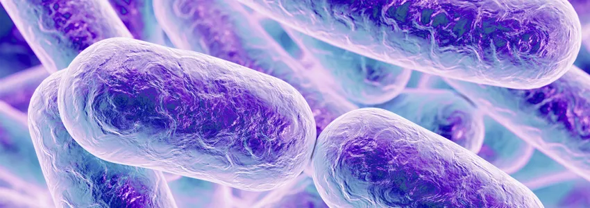 Graphic image of cylindrical bacteria depicted in purple.