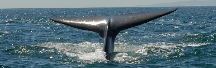 Photo of a blue whale.