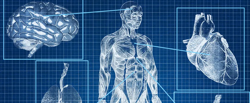 Graphic of a blueprint of the human body with organs pointed out in white.