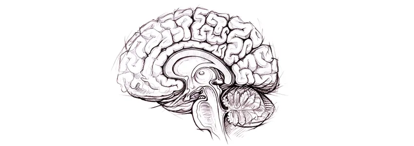 Graphic of a sketch of the human brain.