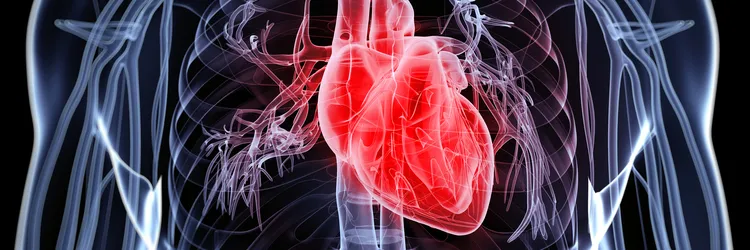 Graphic image of human heart.