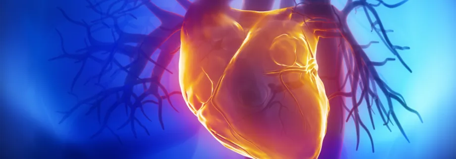Graphic image of human heart.