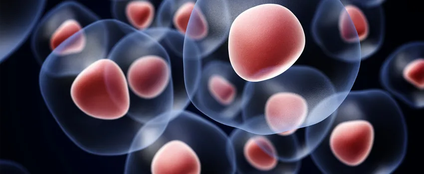Graphic image of cells on a dark background with nuclei colored in pink.