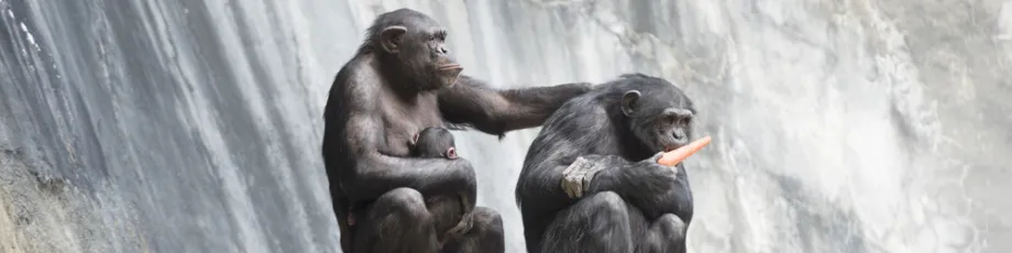 Photo of chimpanzees.