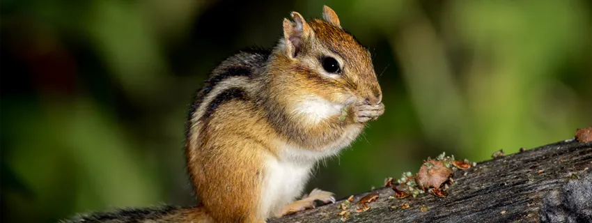 Photo of a chipmunk eating.