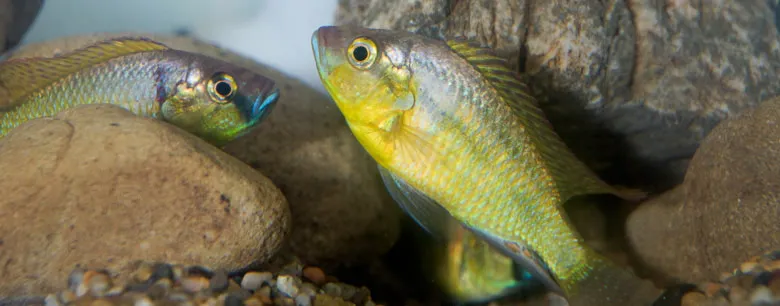 Photo of cichlid fish.