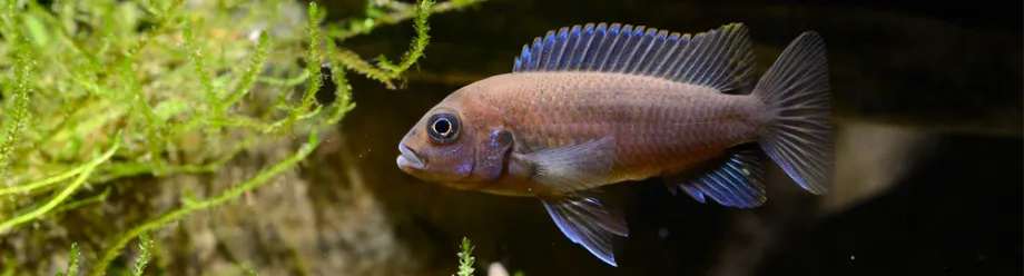 Photo of a cichlid fish.