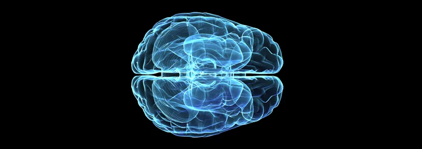 Graphic image of a human brain from the top, showing connective nerves between two halves of brain.