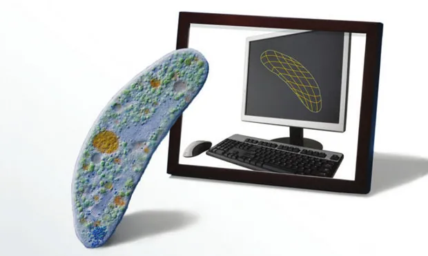 Image of bacterium by Erik Jacobsen/Covert Lab.