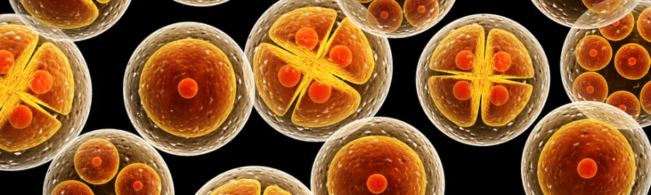 Graphic image of cell division.