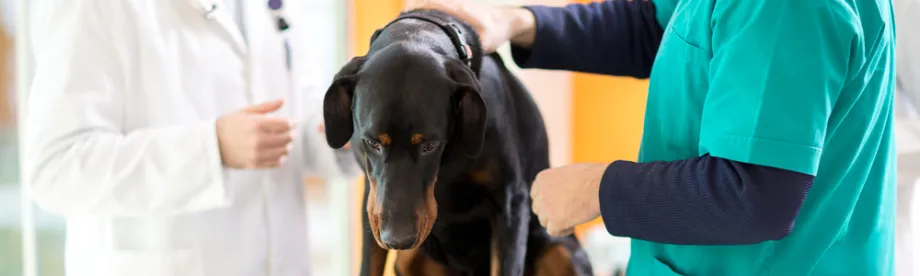 Photo of dog with veterinarians.