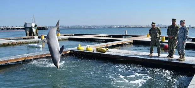 Photo of Navy sailors observing dolphins.