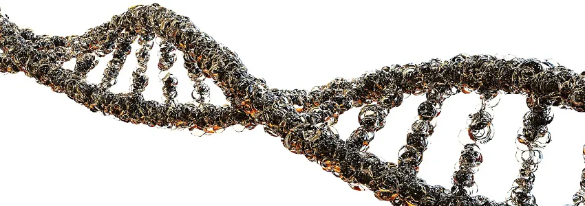 Graphic image of a DNA double helix on a white background.
