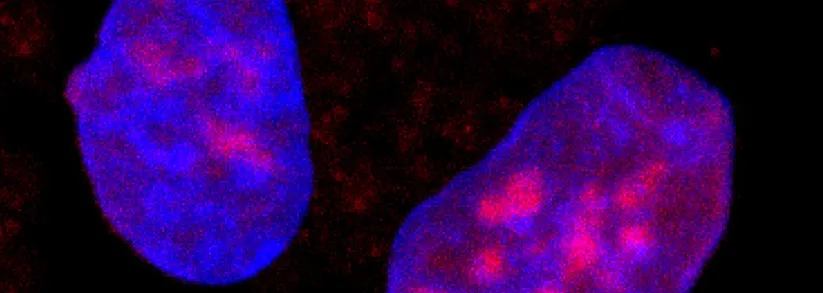 Magnified image of cells visualized with ATAC-seq, with cells lit up in blue, pink, and purple on dark background.